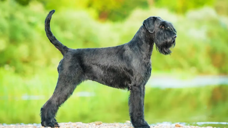 Giant Schnauzer
